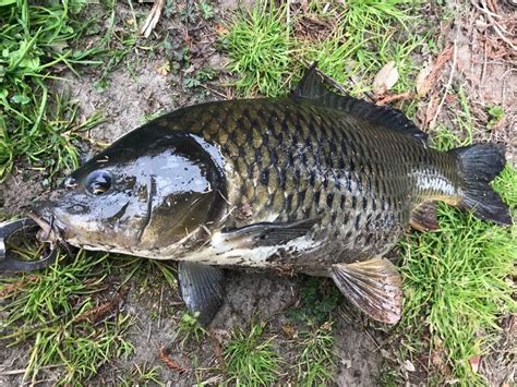 鯉 種類 野生|コイの特徴と生態と文化 